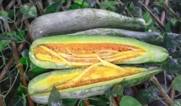 济宁吃瓜金乡网红,揭秘金乡美食与网络传播的魅力”